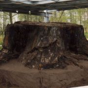 tertiaerwald 3.jpg
