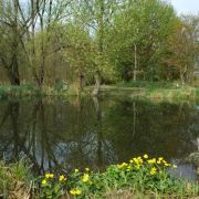 tertiaerwald 1.JPG