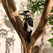 IMG_1324.JPEG